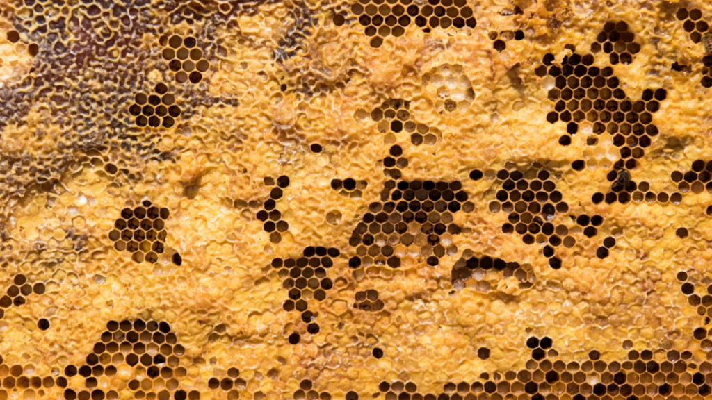 A beehive with some honeycomb cells filled and others open, representing structured capacity and flow.